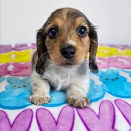 Red dapple piebald male (3208.56) - Dapple male Dachshund puppy in Belle Rive, Illinois from Akin's Miniature Dachshunds, LLC