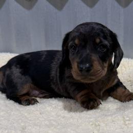 Bang - Dapple male Dachshund puppy in Brashear, Texas from Shepherds Run Miniature Dachshunds