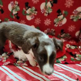 Border Collie Puppies from Real dogs that do real work!