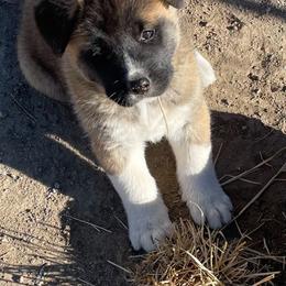 Akita Puppies from Kicho Na Akitas