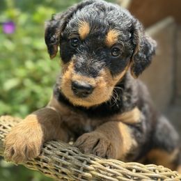 Colby aka Mr Red - Black and tan male Airedale Terrier puppy in Mooresville, North Carolina from Farm 55