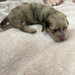 Girl 2 - Cream Dachshund puppy in Perris, California from Doxie_pupps
