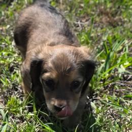 Butter - Red female Dachshund puppy in Port Charlotte, Florida from Belinda's little darlings dachshunds
