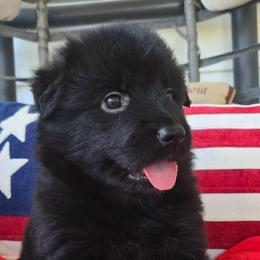 Yellow - Black female German Shepherd puppy in Bradley County, Tennessee from Chestuee German Shepherd
