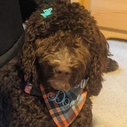 Belle - Goldendoodle