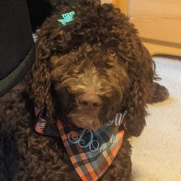 Belle - Goldendoodle