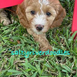 Goldendoodle Puppies from Salty River Doodles