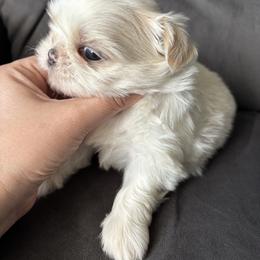 Casper - Cream and white male Shih Tzu puppy in Lakeland, Florida from Sunshine Shih Tzus