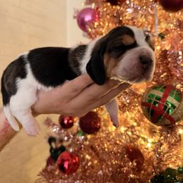 Lisa Vanderpump - Black brown and white female Basset Hound puppy in Lubbock, Texas from Hound House