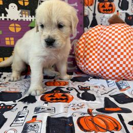 Boy 1 (Olympus) (orange collar) - Light golden male Golden Retriever puppy in Hubbard, Ohio from Whickering Pines Golden Retrievers