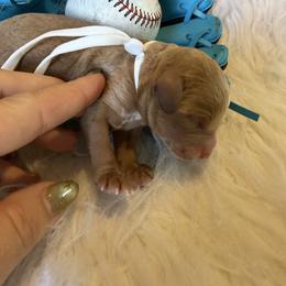 Champ - Apricot male Goldendoodle puppy in Stockton, California from Family Doodles