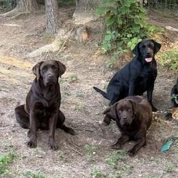 Labrador Retriever puppies from QVR Labradors and Leonbergers