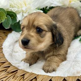 Erie - Cream female Dachshund puppy in Exeter, California from Sawtooth Miniature Dachshunds