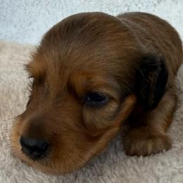 AKC Shaded Red Male - Red male Dachshund puppy in Sumrall, Mississippi from JP’s Dachshunds