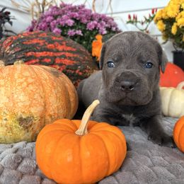 Charlie - Gray male Cane Corso puppy in Fort Scott, Kansas from Black Magic Cane Corso