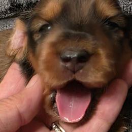Moose - Red male Dachshund puppy in Port Charlotte, Florida from Belinda's little darlings dachshunds