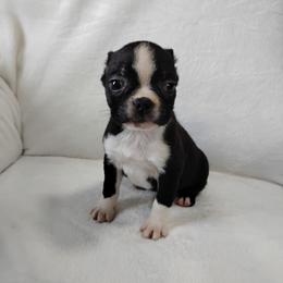 Luigi - Black and white male Boston Terrier puppy in Catawba, North Carolina from Lil Wiggles Boston Terriers