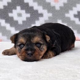 Ebony - Blue and gold female Yorkshire Terrier puppy in Monticello, Iowa from Ashley’s Puppies