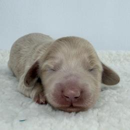 Caspiel - Cream male Dachshund puppy in Sacramento, California from HEFFERNAN HOUNDS