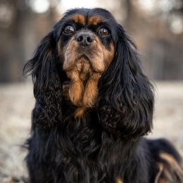 Cavalier King Charles Spaniels from Cavaliers By Faith