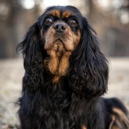 Cavalier King Charles Spaniels from Cavaliers By Faith