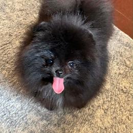 URSULA - Black female Pomeranian puppy in Willis, Texas from Treasured Jewels Pomeranians