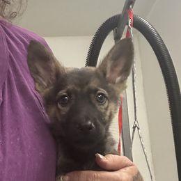 Foley - Black and tan male German Shepherd puppy in Whitewater, California from Vom Haus Metzler Shepherds