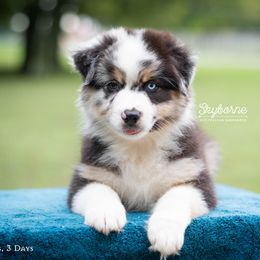 Australian Shepherd Puppies from Skyborne Australian Shepherds