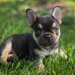 Kai - Tricolors male French Bulldog puppy in Monett, Missouri from Bailey French Bulldogs