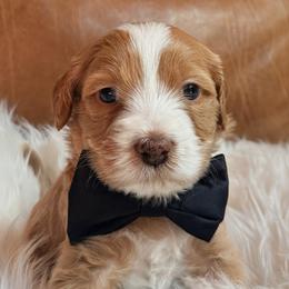 Cashmere - Apricot male Goldendoodle puppy in Pine Grove, California from Lundee Doodles