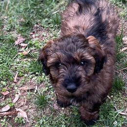 Goldendoodles from Midway Doodles