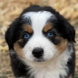 Aussiedoodles and Miniature Australian Shepherds from Rocking R Ranch Aussies