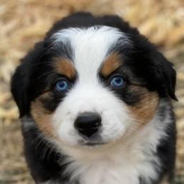 Aussiedoodles and Miniature Australian Shepherds from Rocking R Ranch Aussies