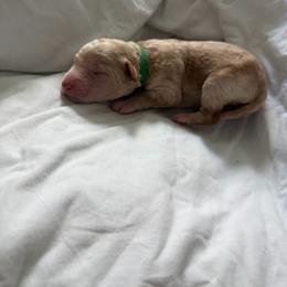 Pickle - Apricot male Poodle puppy in Haines City, Florida from Noelle Poodles
