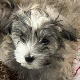 Hero - Fawn brindle male Havanese puppy in Las Vegas, Nevada from Eorzea Havanese