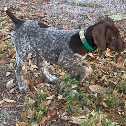 German Shorthaired Pointer and Jack Russell Terrier Puppies from Ivy Creek Kennels