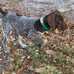 German Shorthaired Pointer and Jack Russell Terrier Puppies from Ivy Creek Kennels