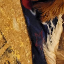 Cavalier King Charles Spaniels and Goldendoodles from Kat and Kadoodles