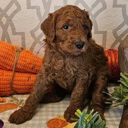 Purple - Red  female Goldendoodle puppy in Haughton, Louisiana from Bailey’s Cajun Canines