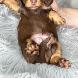 Dachshund Puppies from That Beautiful Dachshund