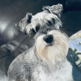 Miniature Schnauzers from Castle Creek Kennels