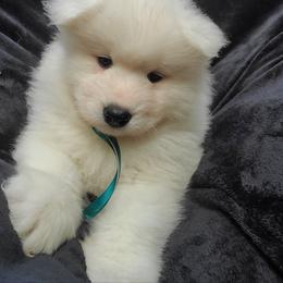 Samoyed Puppies from Limelight Samoyeds