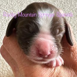 Liver and white female - Liver and white female English Springer Spaniel puppy in Cheyenne, Wyoming from Rocky Mountain Springer Spaniels