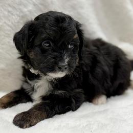 Grey collar toy - Black tri-color male Aussiedoodle puppy in 32046, Florida from River Hill Ranch