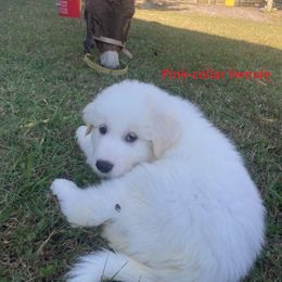 Great Pyrenees Puppies from Sweet Land of Liberty