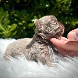 Prada - Tricolors female French Bulldog puppy in San Diego, California from Hlop Frenchies LLC