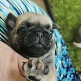 Yoko - Fawn female Pug puppy in Rutherfordton, North Carolina from Sweetie Pie Pugs