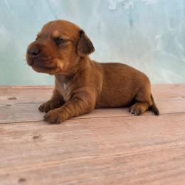 Upland - Red male Dachshund puppy in Florence, Arizona from Doxie Town Az