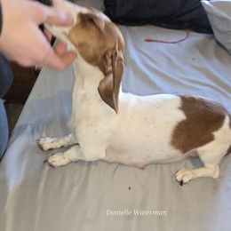 Princess - Dachshund