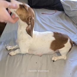 Princess - Dachshund